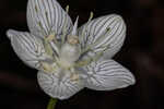 Carolina grass of Parnassus